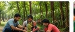 Tree Plantation